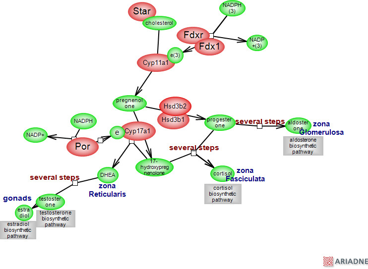 Does Keto Diet Raise Cholesterol
 Does Ketogenic Diet Raise Cholesterol