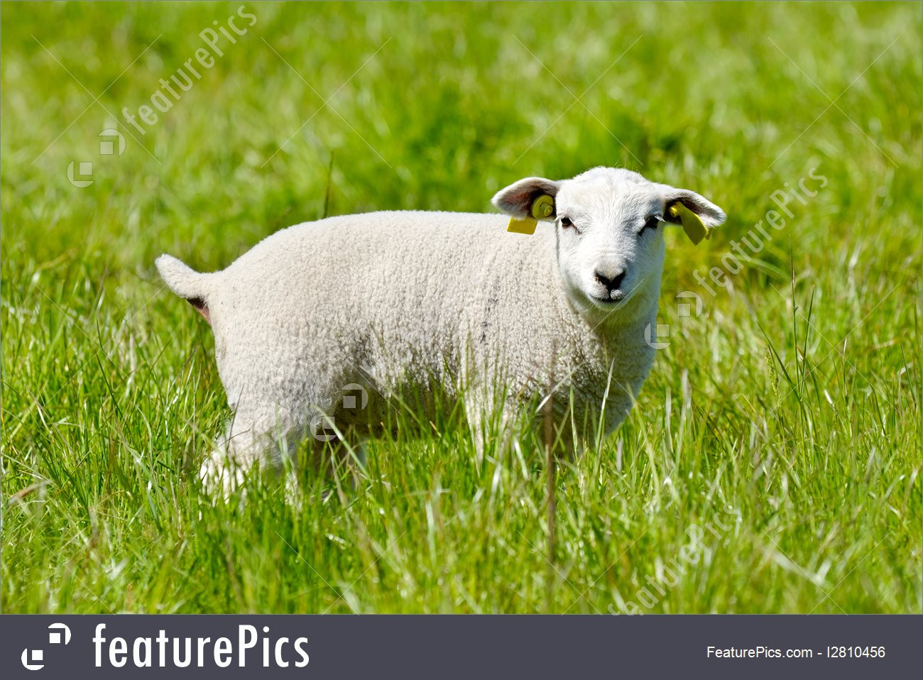 Easter Lamb Pictures
 Easter Lamb