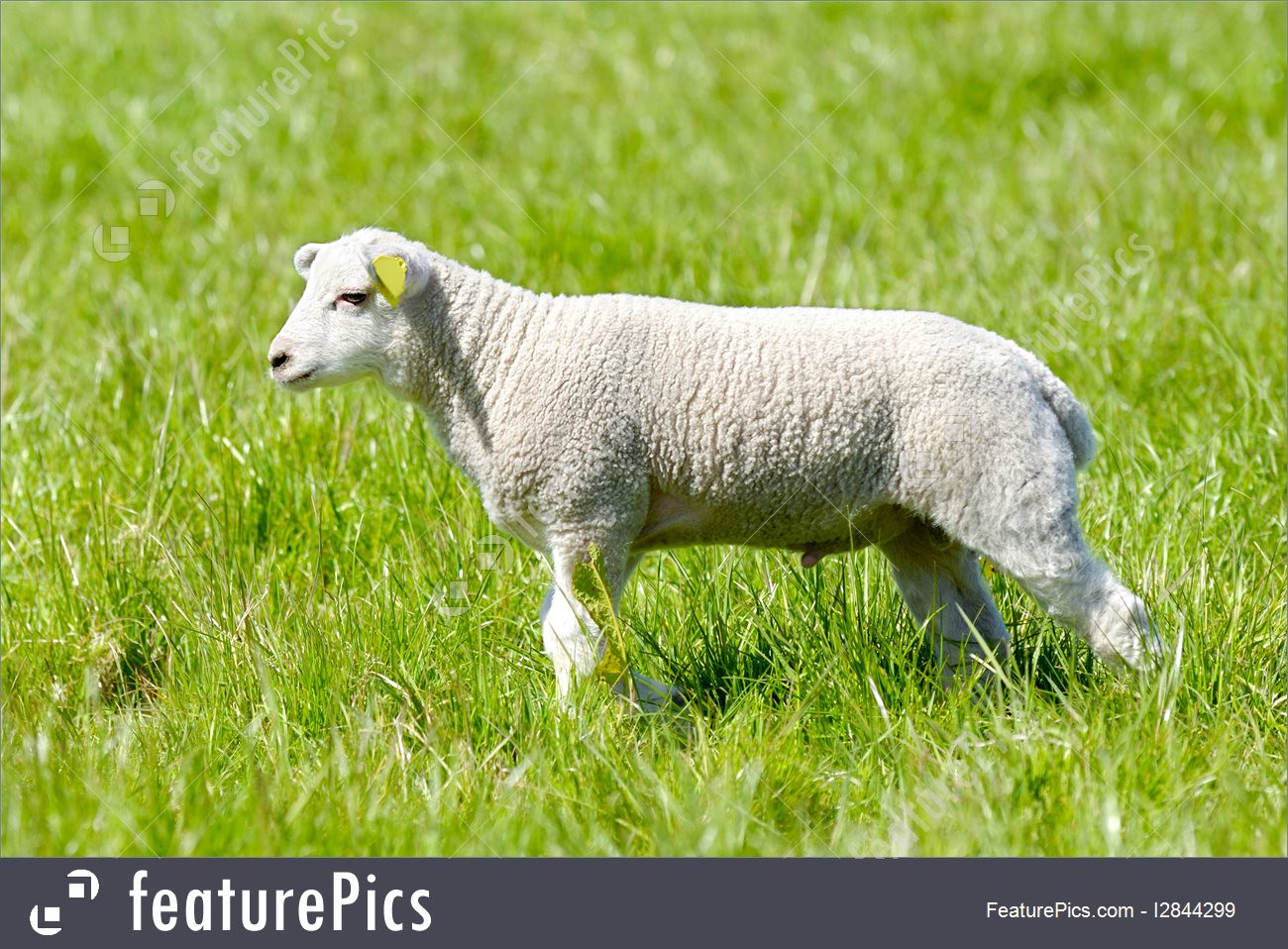 Easter Lamb Pictures
 Picture Easter Lamb