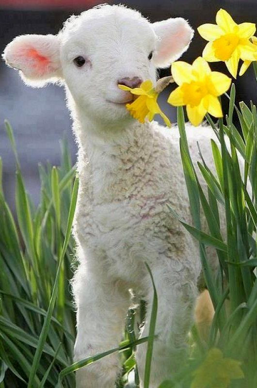 Easter Lamb Pictures
 Spring Lamb please think about taking food animals off