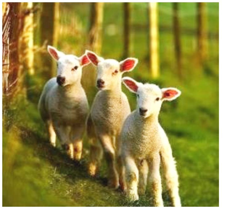 Easter Lamb Pictures
 31 best images about Butter lamb on Pinterest