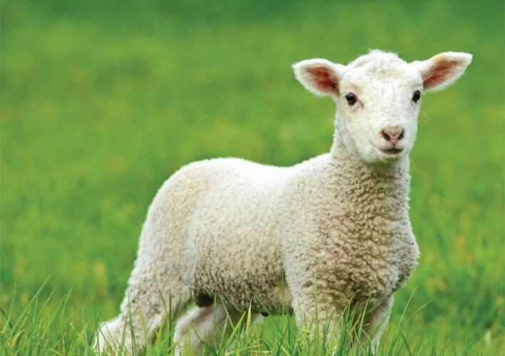 Easter Lamb Pictures
 Top 5 most Easter Spring Animals