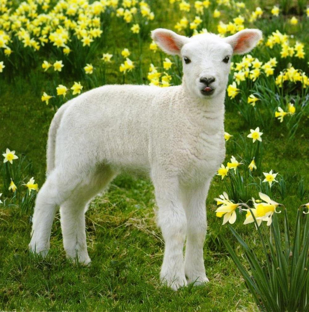 Best 20 Easter Lamb Pictures Best Diet and Healthy Recipes Ever