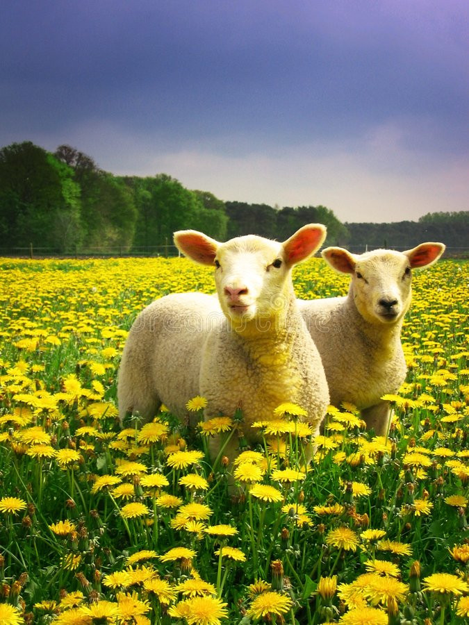 Easter Lamb Pictures
 Easter Lambs stock image Image of outdoors meadow