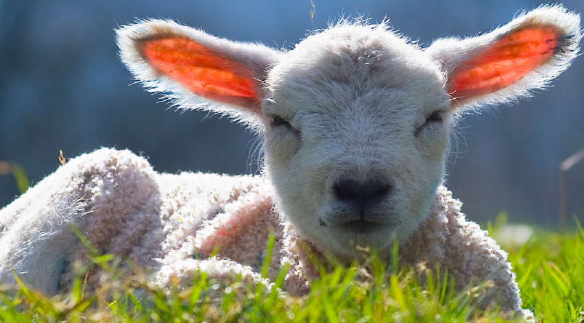 Easter Lamb Pictures
 Italy Happy Easter for the lambs