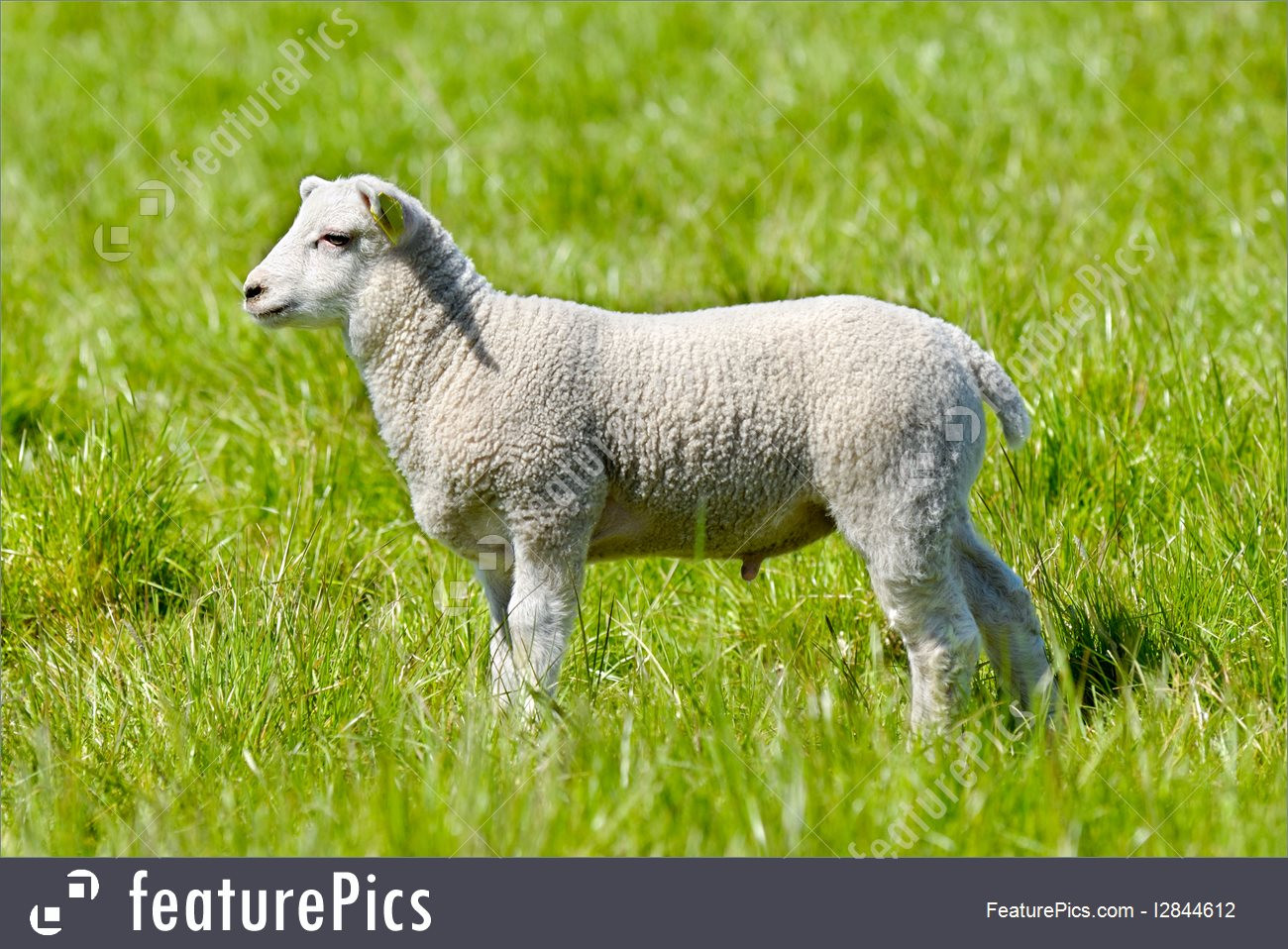 Easter Lamb Pictures
 Easter Lamb Picture