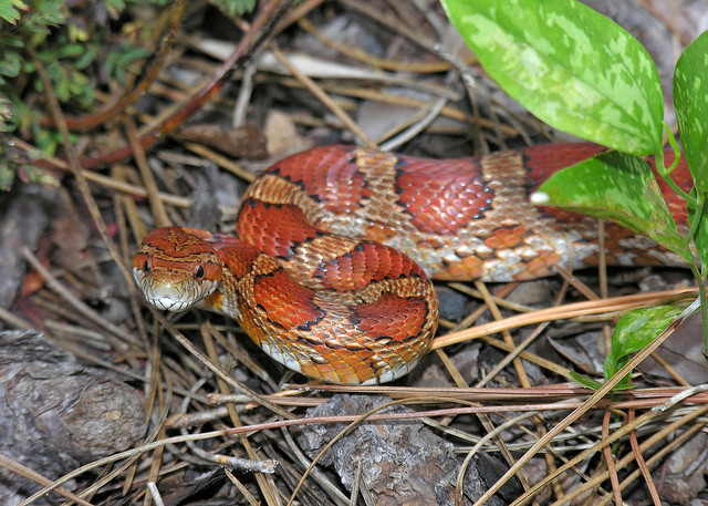 Eastern Corn Snake
 Eastern Corn Snake Pantherophis guttatus