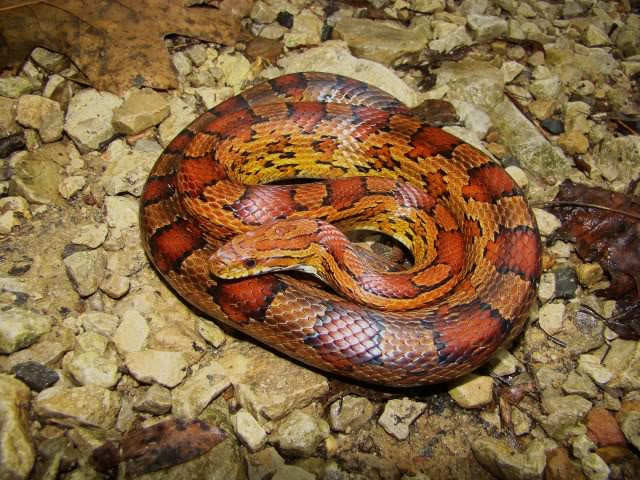 Eastern Corn Snake
 Field Herp Forum • View topic A selection of Kentucky