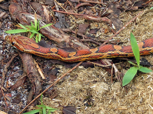 Eastern Corn Snake
 Eastern Corn Snake