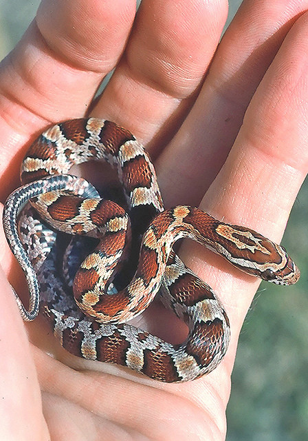 Eastern Corn Snake
 Eastern Corn Snake Pantherophis guttatus