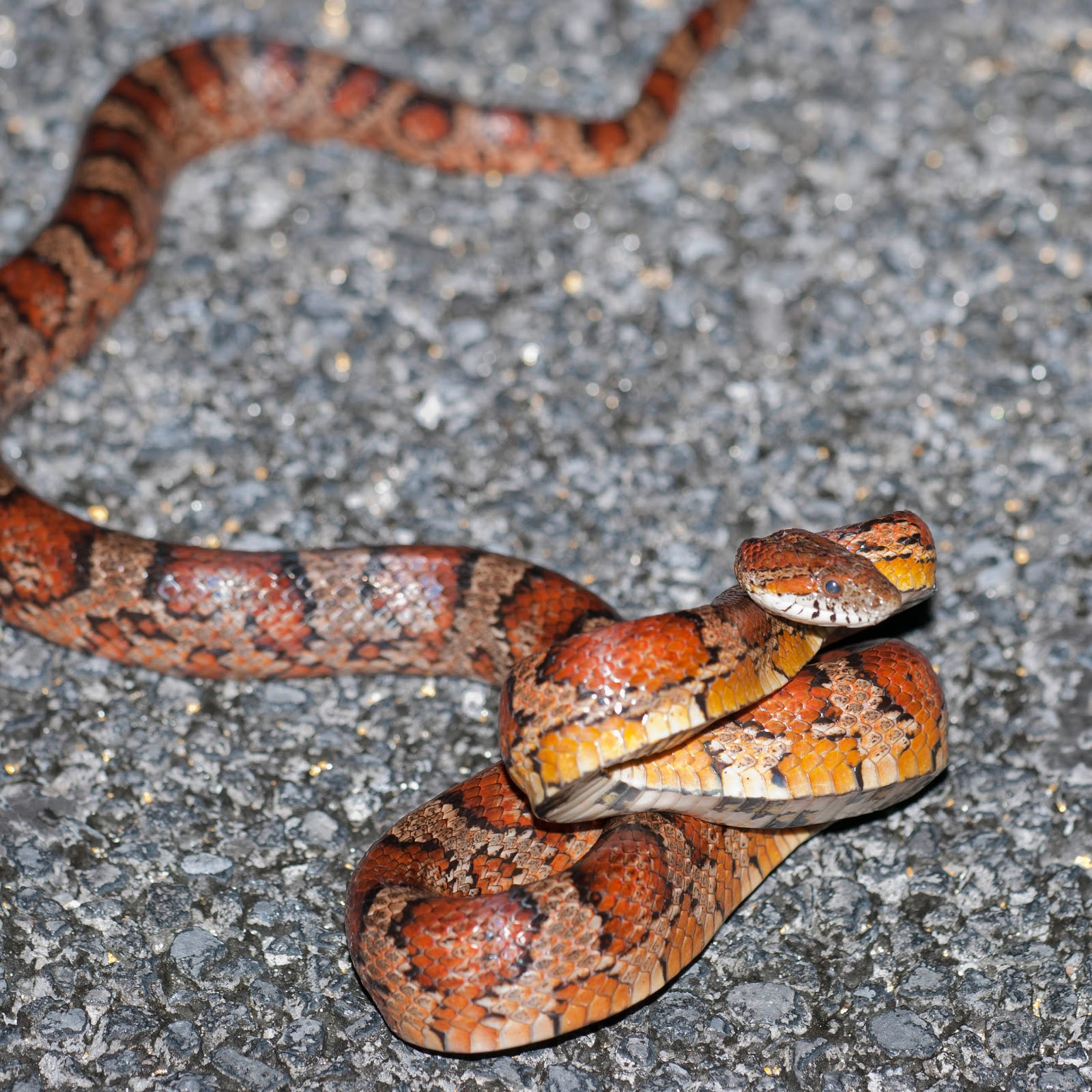 Best 20 Eastern Corn Snake – Best Diet and Healthy Recipes Ever ...