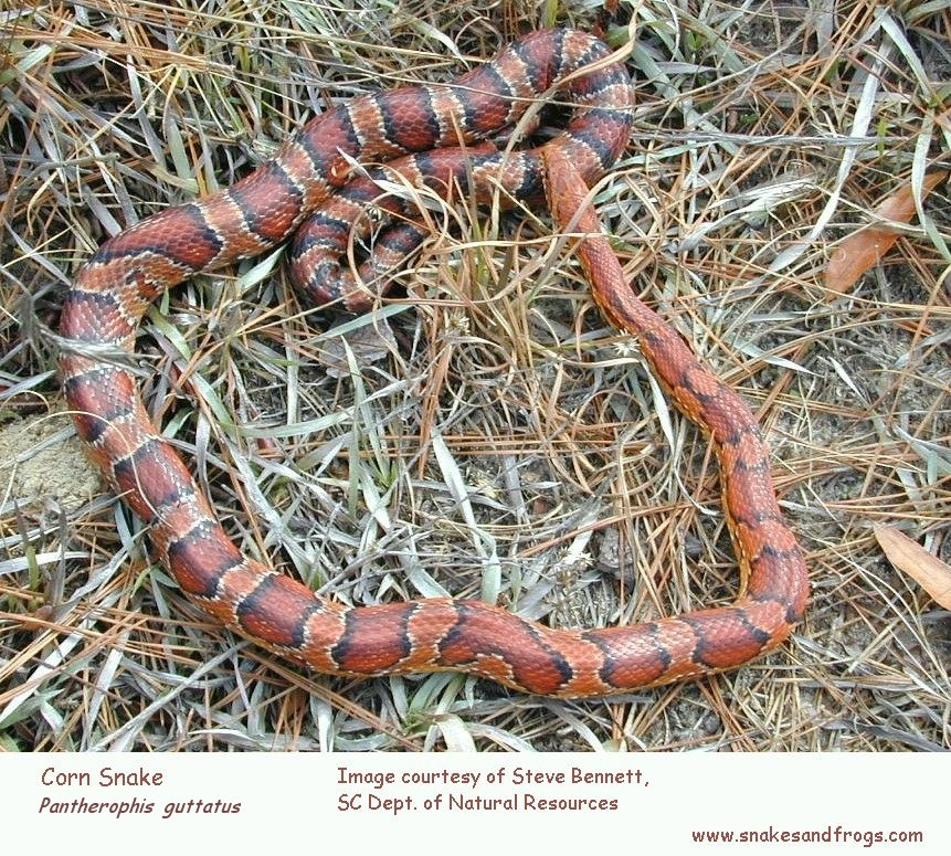 Eastern Corn Snake
 Eastern Corn Snake Page