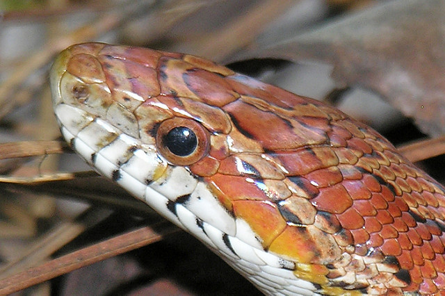 Eastern Corn Snake
 Eastern Corn Snake Pantherophis guttatus