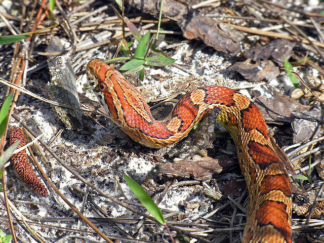 Eastern Corn Snake
 Eastern Corn Snake Pantherophis guttatus