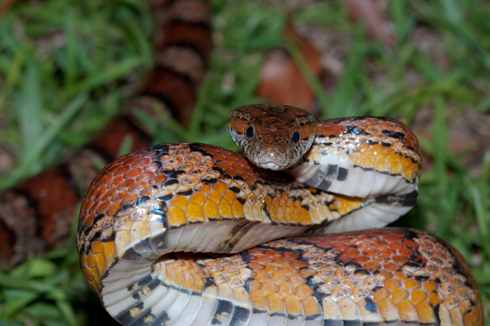 Eastern Corn Snake
 Yorkshire Field Herping and Wildlife graphy Herping