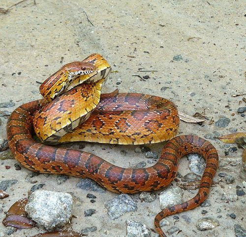 Eastern Corn Snake
 Eastern Corn Snake Corn snakes