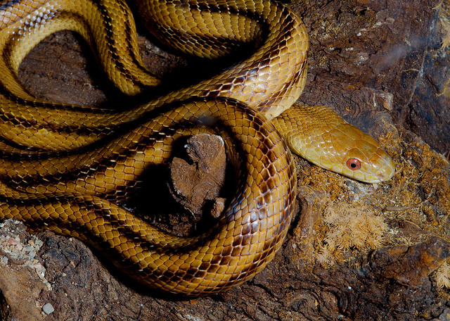 Eastern Corn Snake
 Eastern Corn Snake Pantherophis guttata