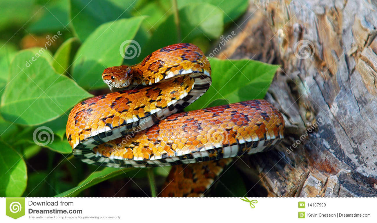 Eastern Corn Snake
 Eastern Corn Snake Royalty Free Stock Image