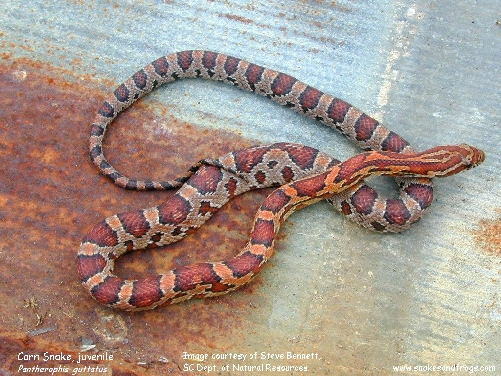 Eastern Corn Snake
 Eastern Corn Snake Page