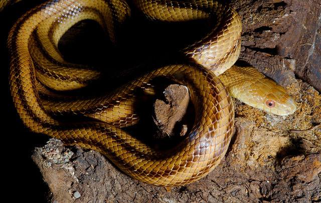 Eastern Corn Snake
 Eastern Corn Snake Pantherophis guttata 1