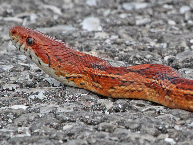 Eastern Corn Snake
 Florida gobirding