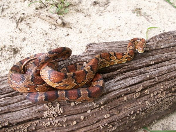 Eastern Corn Snake
 Eastern corn snake Animals