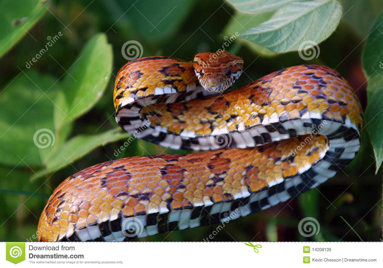 Eastern Corn Snake
 Eastern Corn Snake stock image Image of bite strike