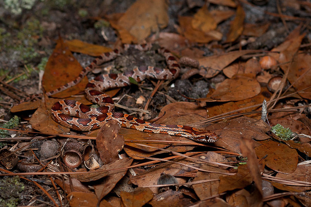 Eastern Corn Snake
 Eastern Corn Snake