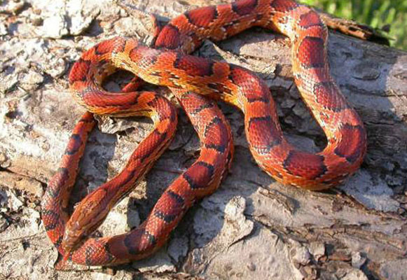 Eastern Corn Snake
 Eastern Corn Snake