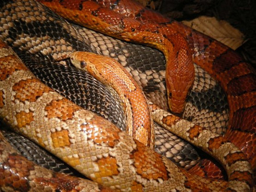 Eastern Corn Snake
 Eastern Corn Snakes and a Northern Pine Snake