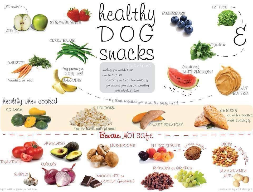 Healthy Dog Snacks
 [Health] Healthy Human Foods That Your Dog Can Snack