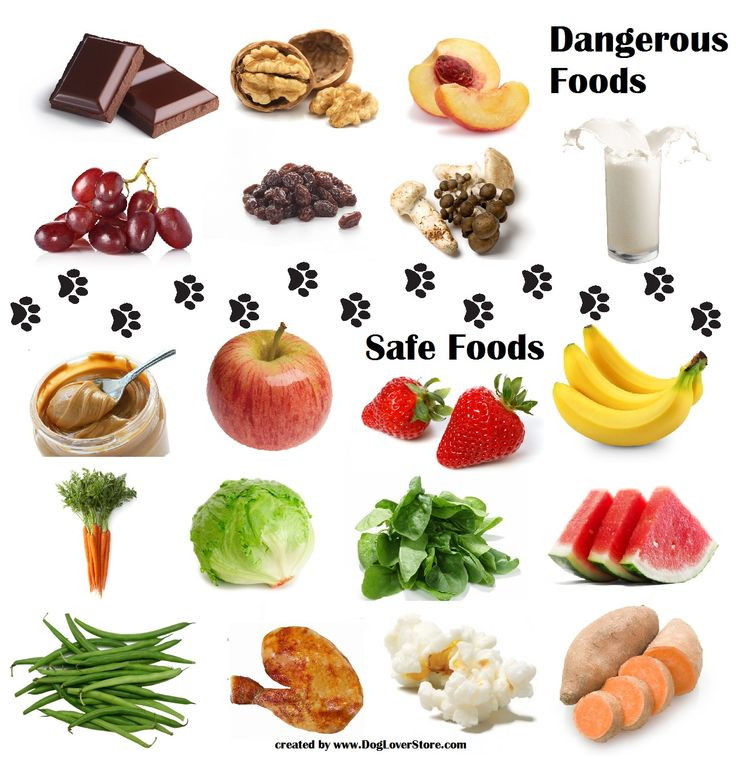 Healthy Dog Snacks
 Dangerous Food for Dogs & Safe Food for Dogs
