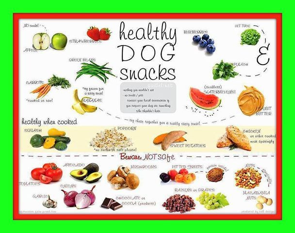 Healthy Dog Snacks
 Certain "people" food can be toxic to animals Here s a