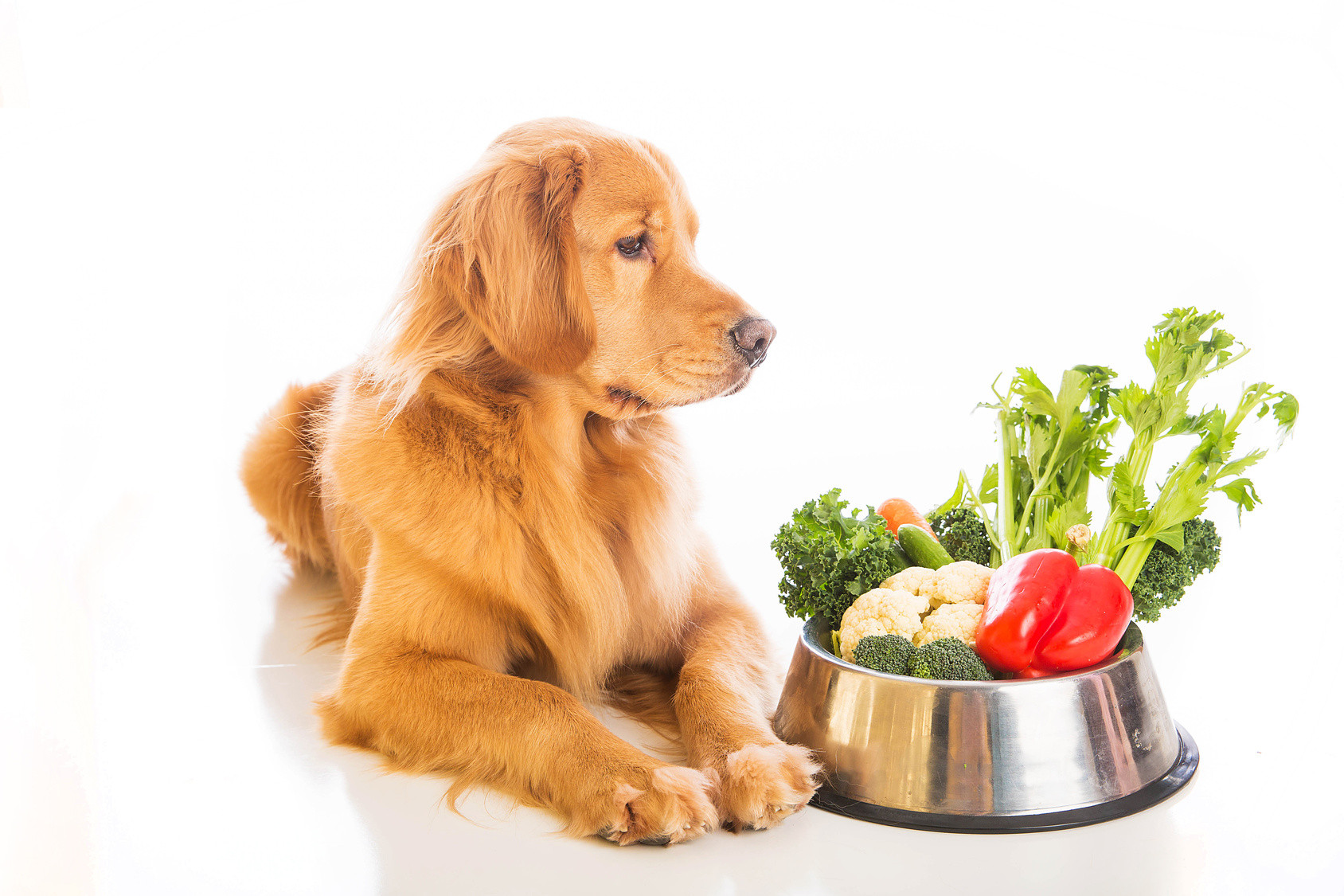 Healthy Dog Snacks
 Healthy Snacks You Can Make For Your Pet