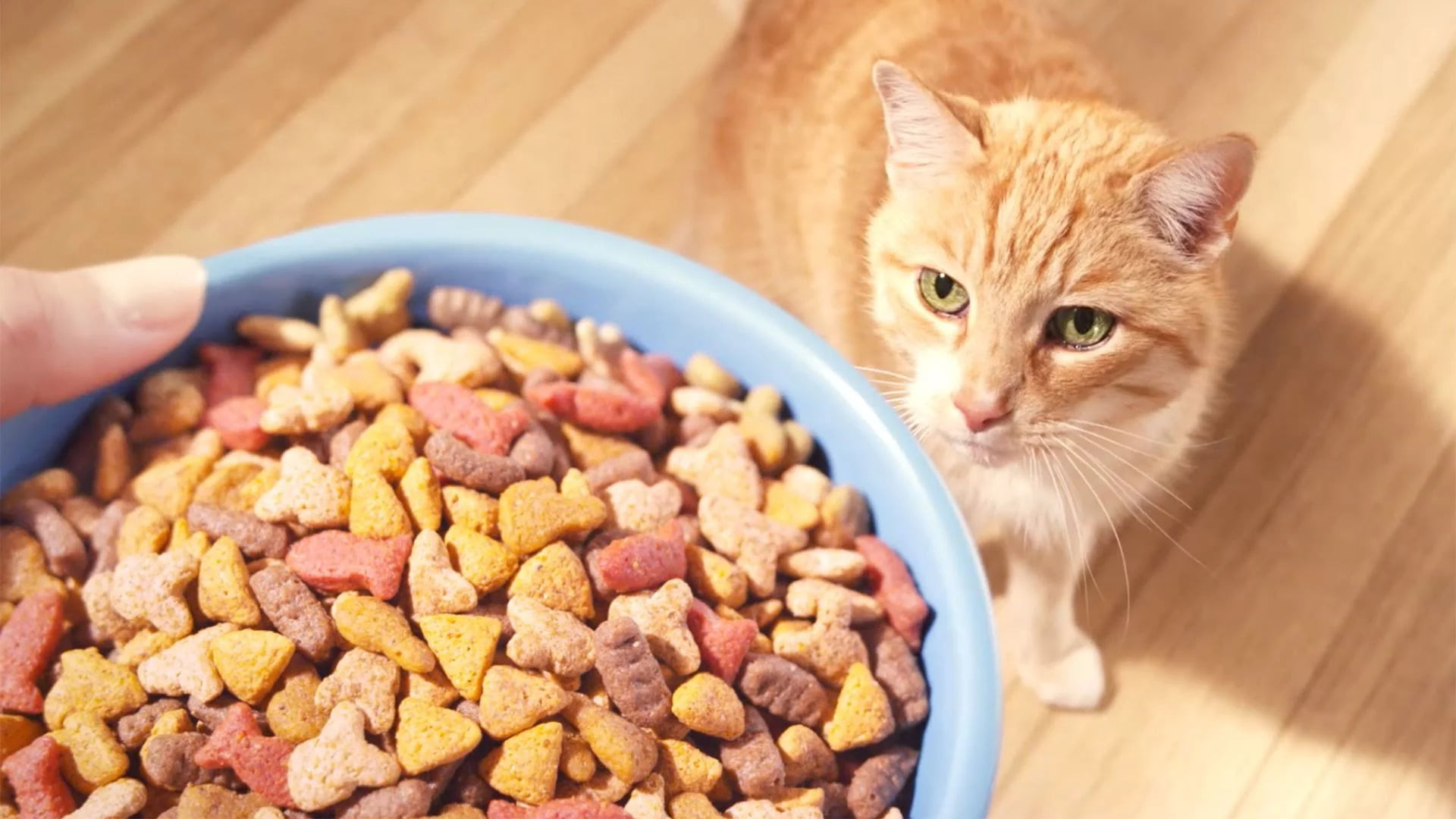 Healthy Snacks Reddit
 Best Cheap Cat Food Reddit