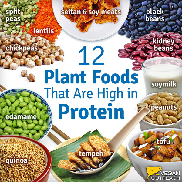 High Protein Low Calorie Vegetarian Foods
 Tips for New Vegans – Vegan Health
