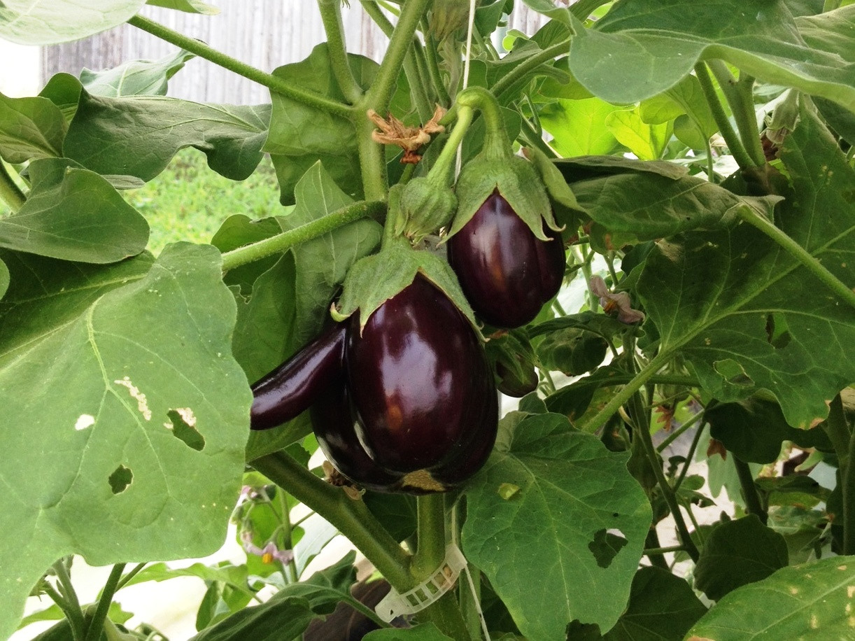 Is Eggplant Healthy
 Eggplant Health and Nutrition Secretly Healthy