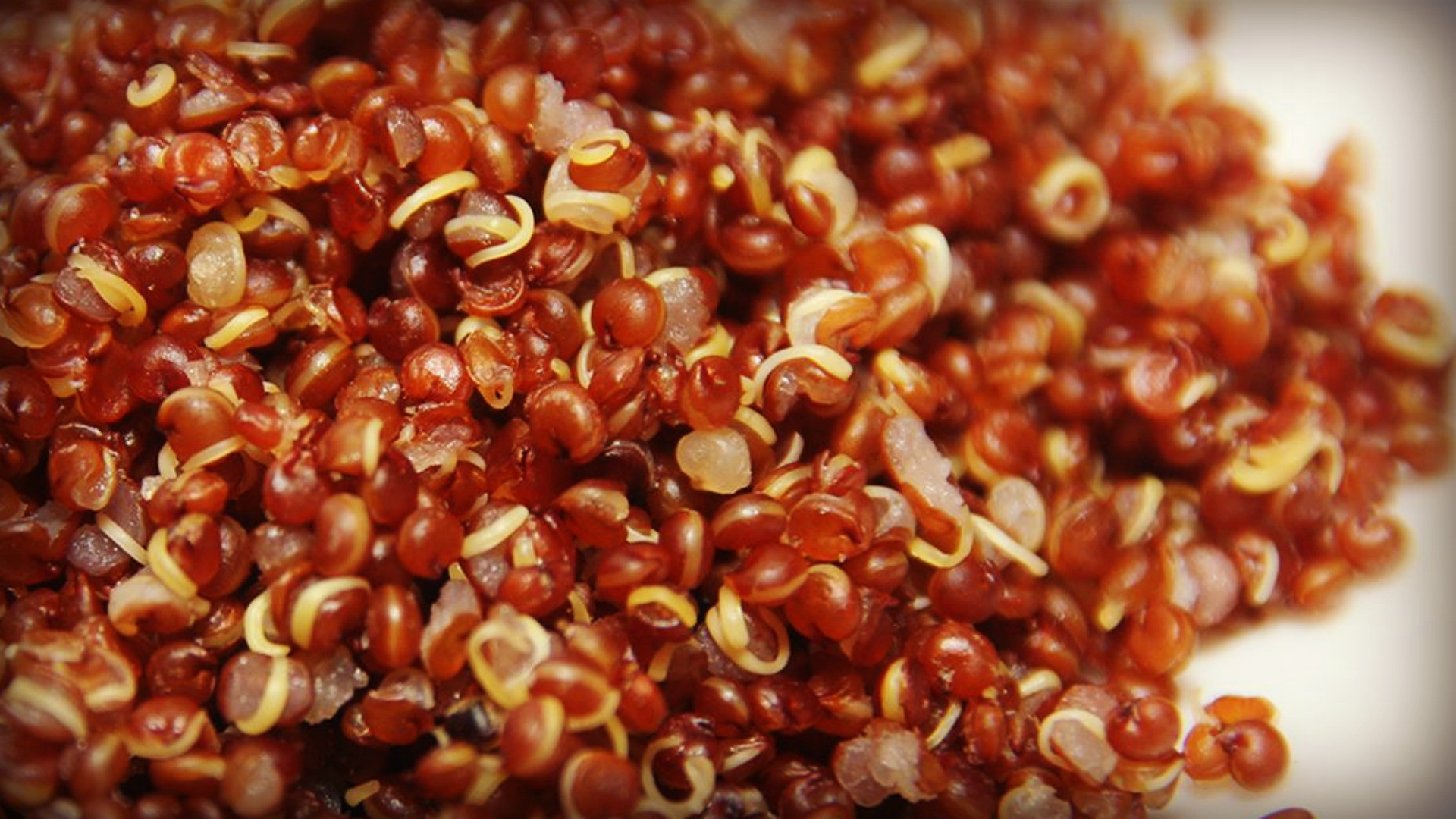 Is Quinoa Gluten Free
 Article – Quinoa is it safe – Coeliac Disease Research