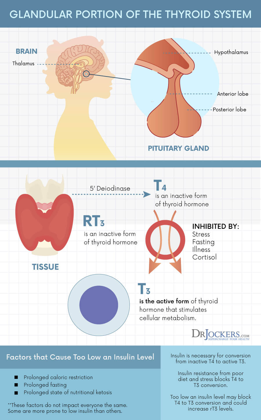 Keto Diet And Thyroid
 Using A Ketogenic Diet For Hypothyroid DrJockers