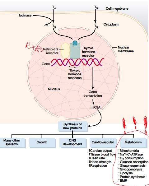 Keto Diet And Thyroid
 Thyroid Hormone Levels and Very Low Carb Ketogenic