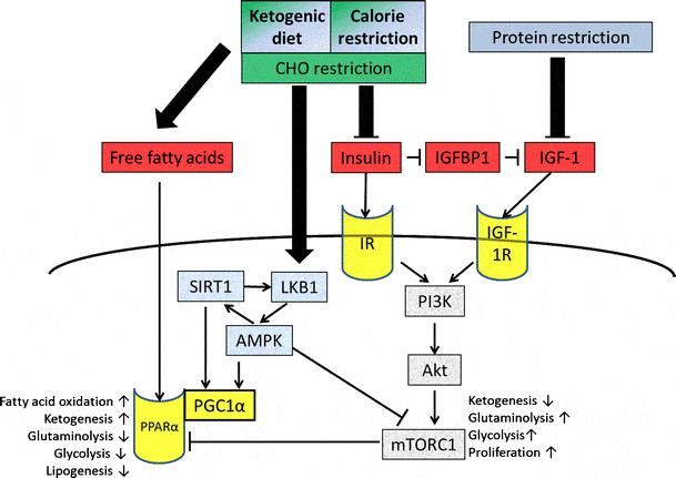 Keto Diet Cancer
 Study Intermittent Fasting and Ketogenic Diet Effective