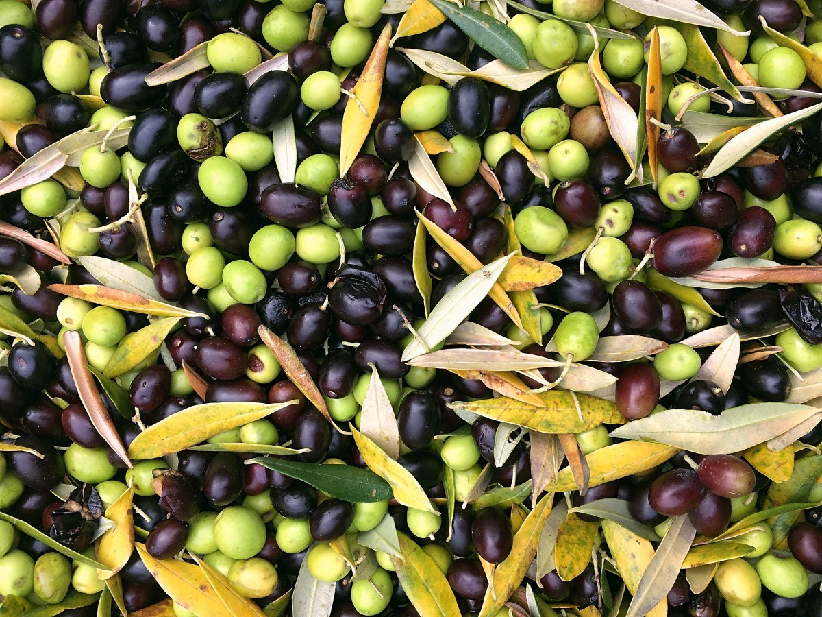 Keto Diet Olives
 Extra Virgin Olive Oil