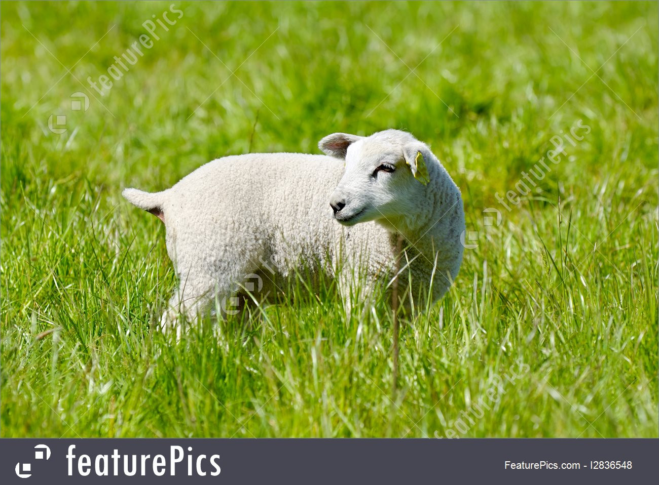 Lamb For Easter
 Easter Lamb Picture