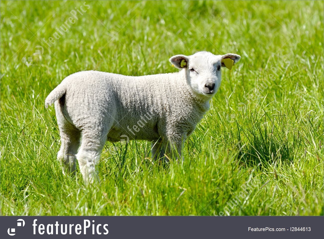 Lamb For Easter
 Picture Easter Lamb