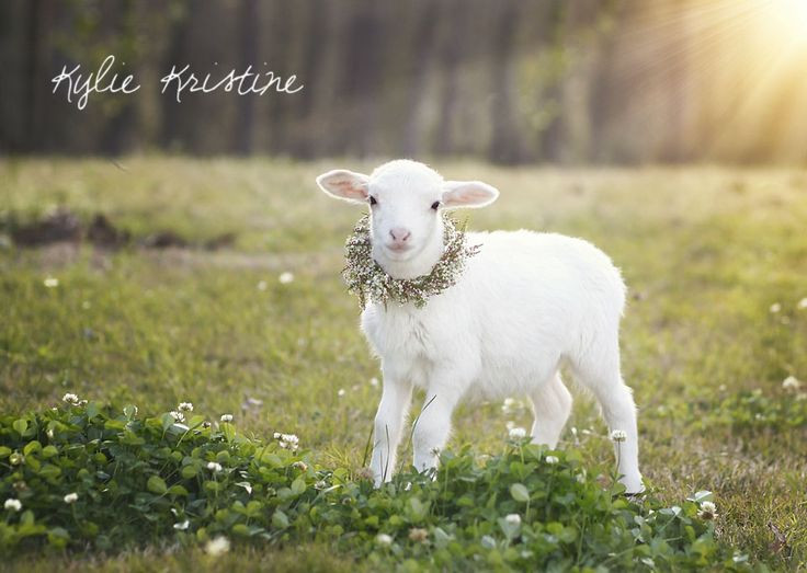 Lamb For Easter
 easter lamb photography 1st birthday ideas