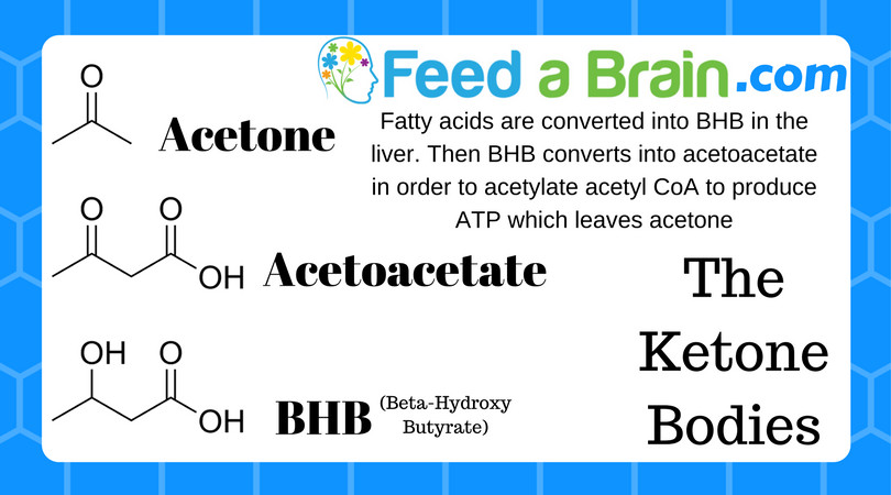 Moderate Keto Diet
 Ketogenic Diet Benefits Learn how to Feed a Brain