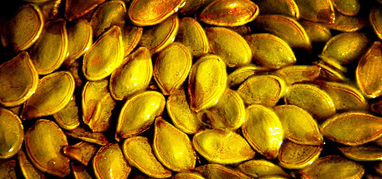 Pumpkin Seeds Weight Loss
 Pumpkin Seed Oil Health Benefits