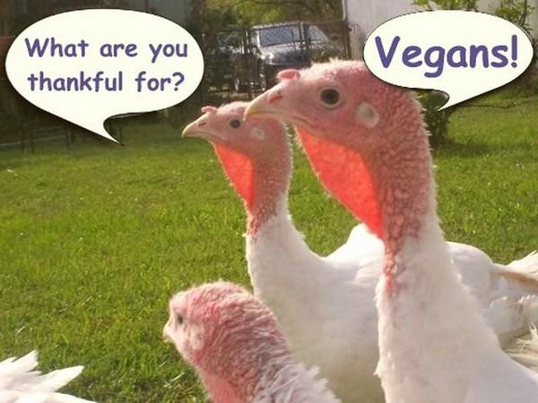 Vegan Thanksgiving Funny
 Happy Vegan Thanksgiving Frugal Vegan Stuffing