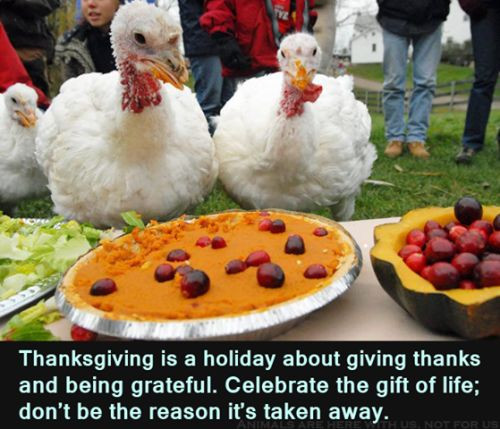 Vegan Thanksgiving Funny
 Happy Thanksgiving – Vegan – Thanksgiving Blessings