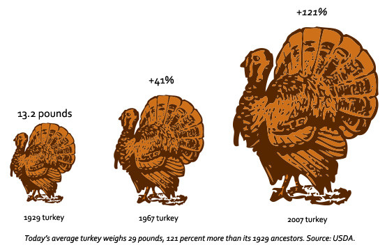 Average Thanksgiving Turkey Weight
 Give Thanks Science Supersized Your Turkey Dinner